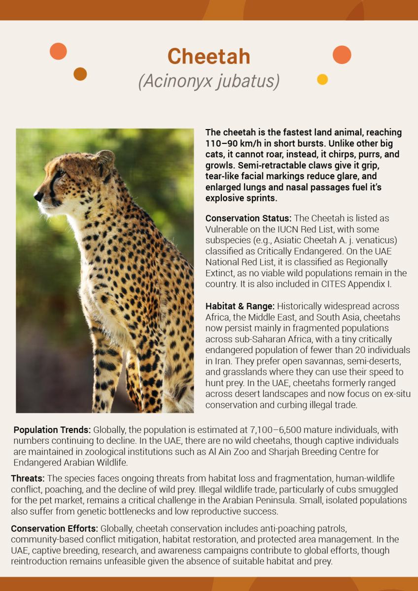 iucn-cheetah