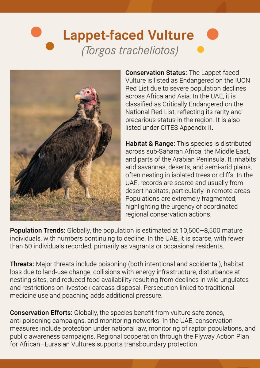iucn-lappet faced vulture
