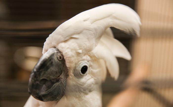 Cockatoo