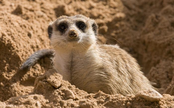 meerkat1