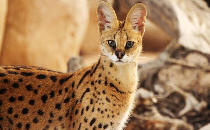 serval2