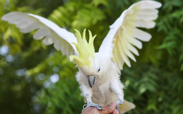 Cockatoo5