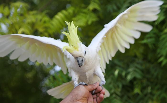 Cockatoo2