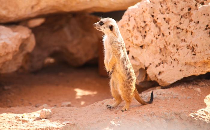 meerkat3