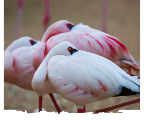 النسخة المصغرة